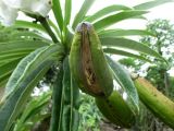 Pachypodium lamerei