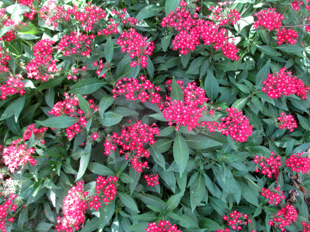 Image of Pentas lanceolata specimen.