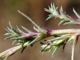 род Salsola. Часть побега. Кыргызстан, Нарынская обл., левый берег р. Нарын, окр. с. Таш-Башат, вахтовый пос. 01.10.2015.