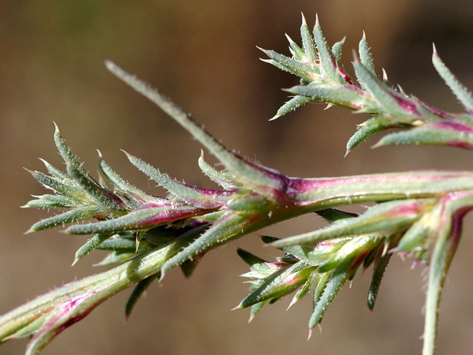 Изображение особи род Salsola.