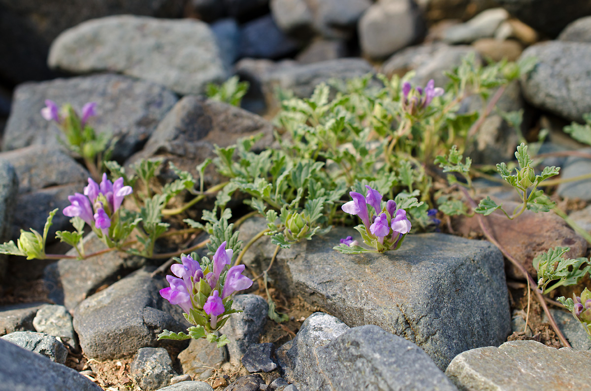 Image of Scutellaria grandiflora specimen.