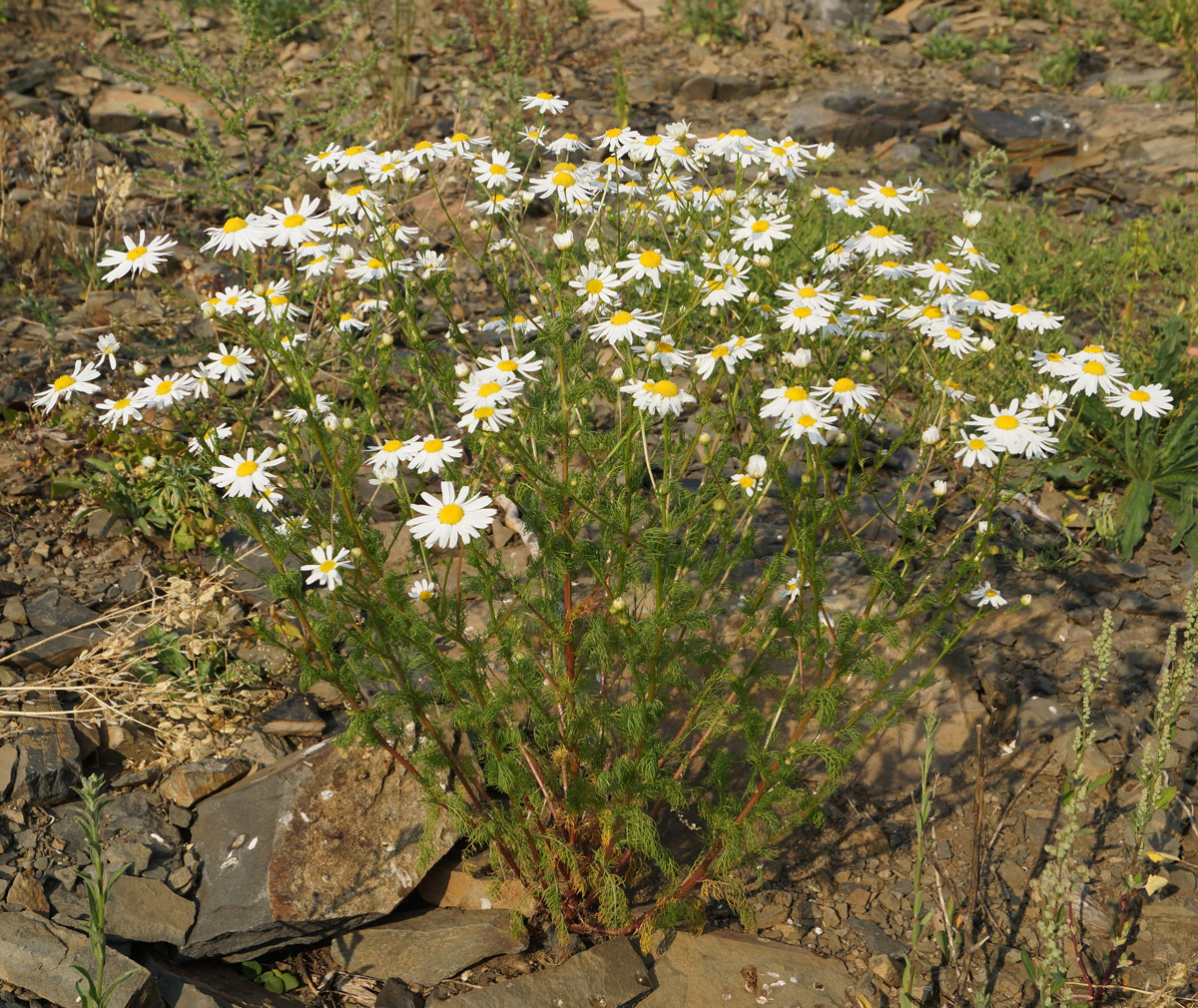 Изображение особи Tripleurospermum inodorum.