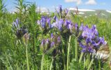 Oxytropis lazica