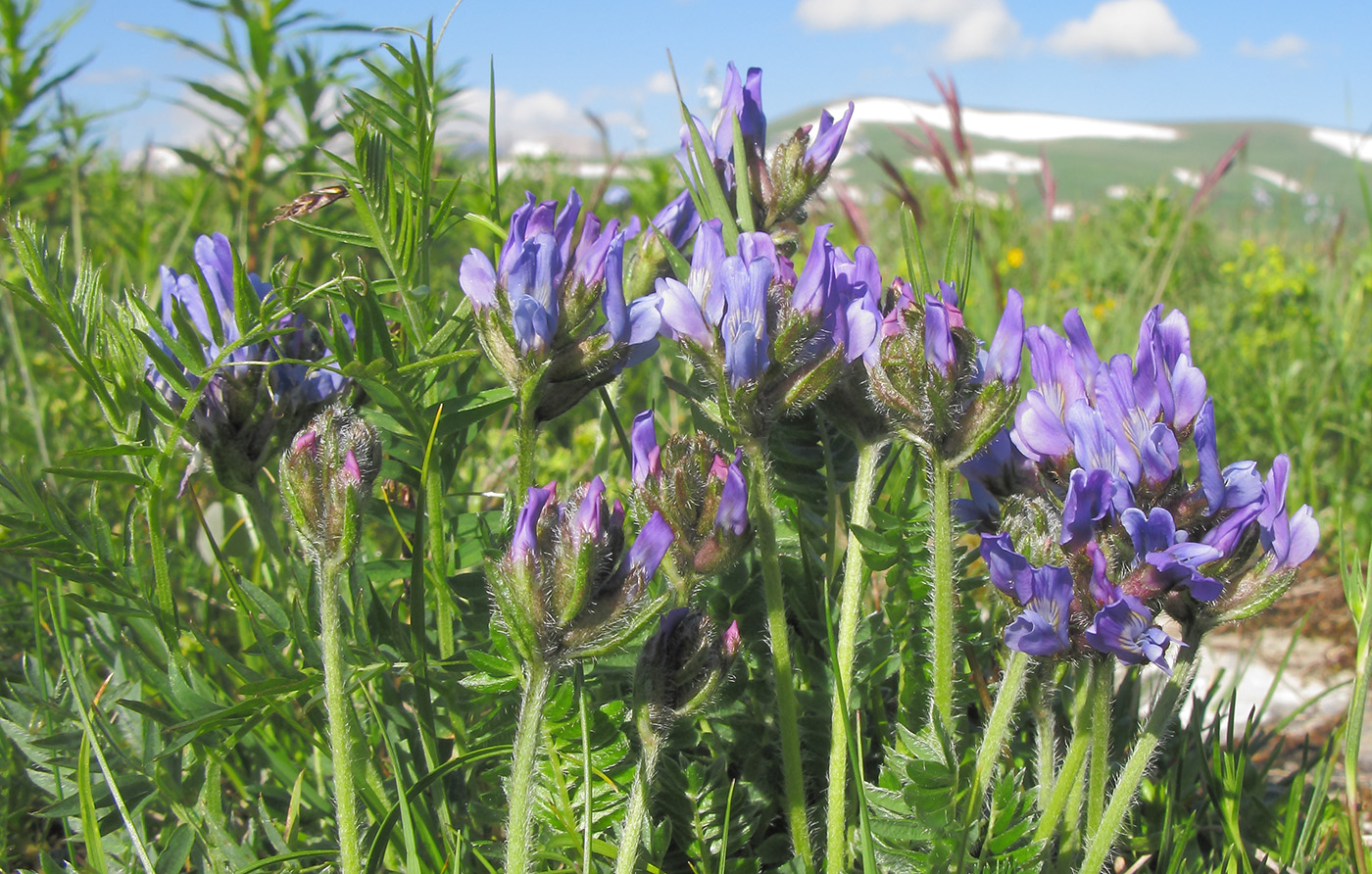 Изображение особи Oxytropis lazica.