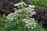 Heracleum dissectum. Верхушка побега с соцветием. Тува, Тоджинский р-н, долина р. Аржаан-Хем (выс. около 1600 м н.у.м.), луг на берегу реки. 06.07.2015.