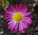 Chrysanthemum indicum