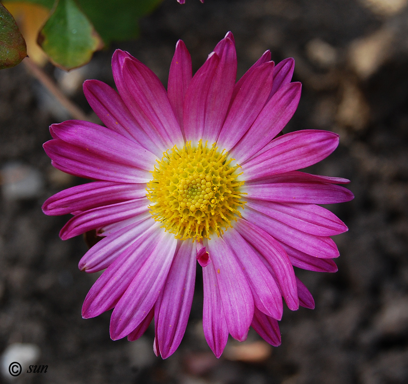 Изображение особи Chrysanthemum indicum.