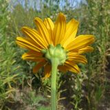 Heliopsis helianthoides. Соцветие (вид со стороны обёртки). Барнаул, Пивоварский песчаный карьер, на месте ликвидированной свалки. 21.08.2014.