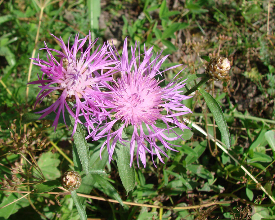 Изображение особи Centaurea jacea.