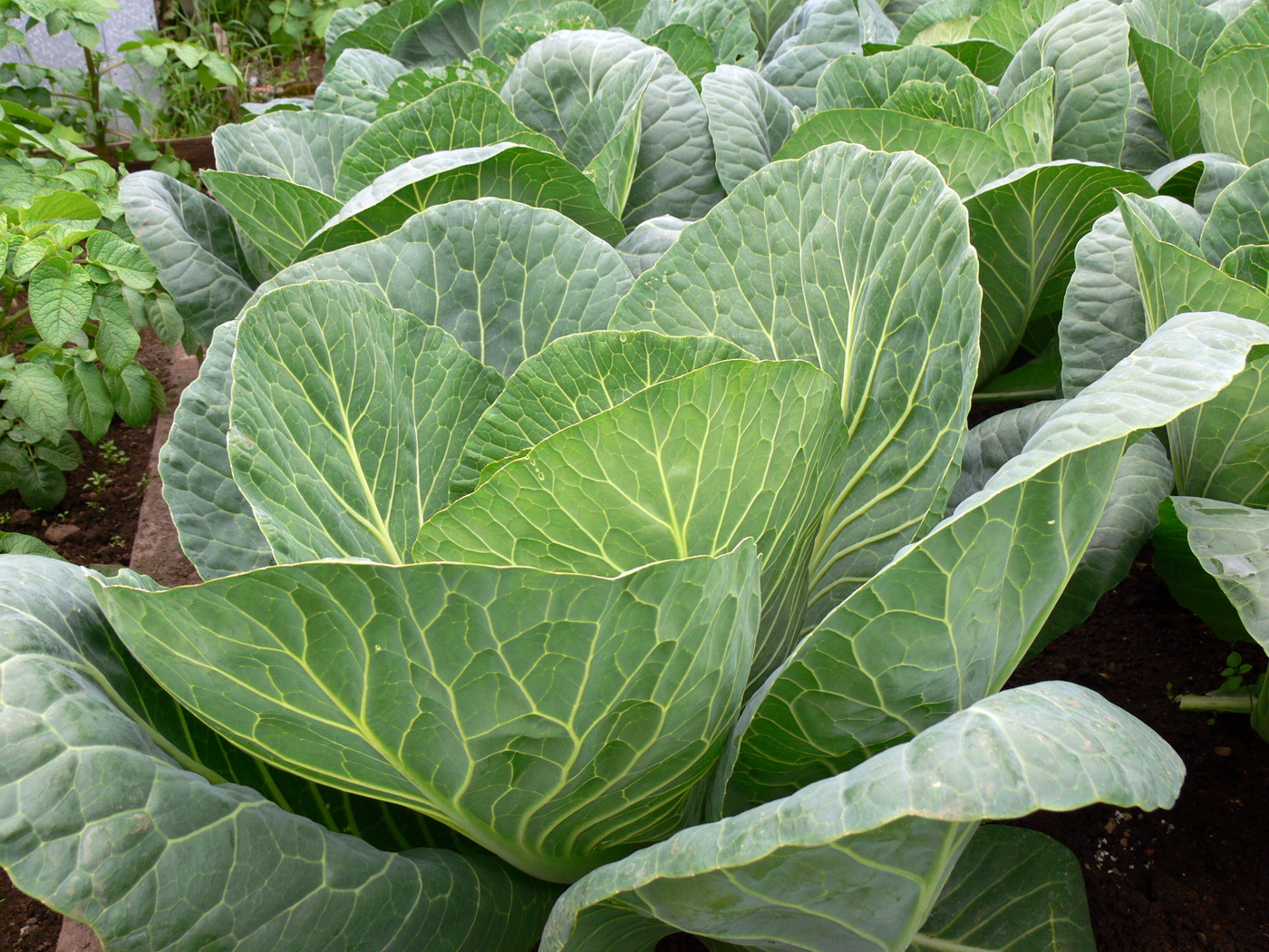 Изображение особи Brassica oleracea var. capitata.