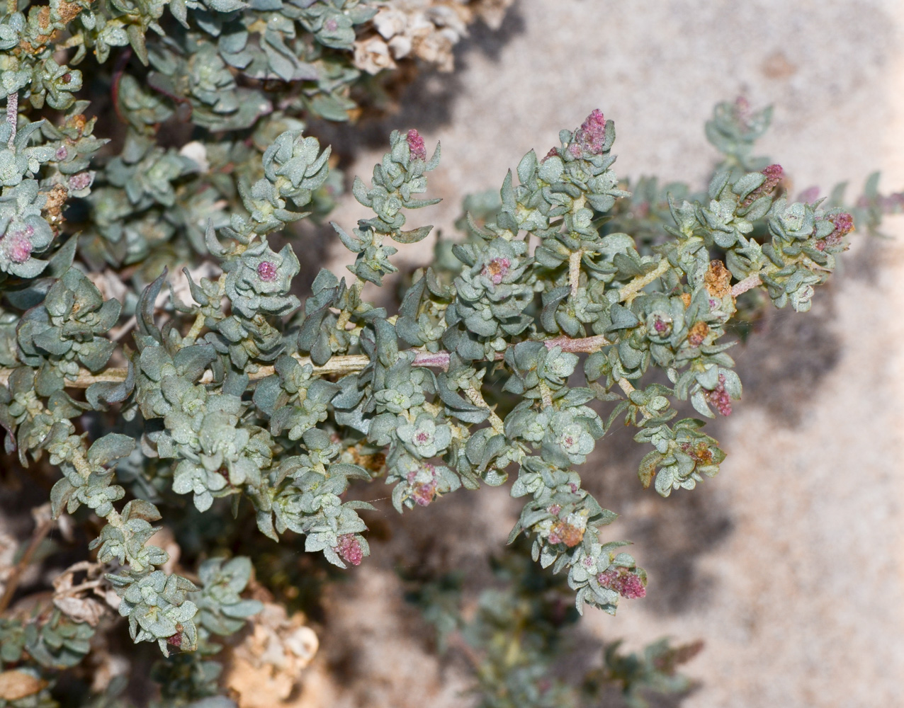 Изображение особи Atriplex glauca.