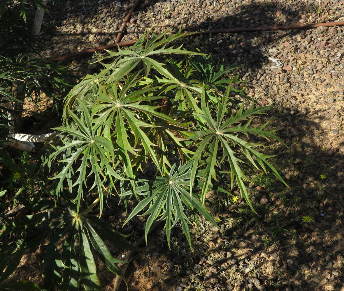 Изображение особи Jatropha multifida.