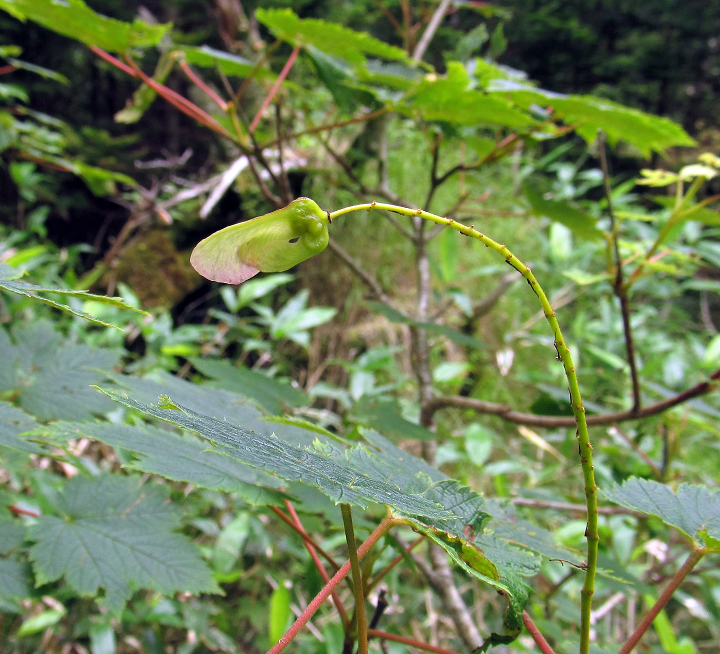 Image of Acer ukurunduense specimen.