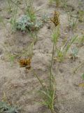 Carex subphysodes