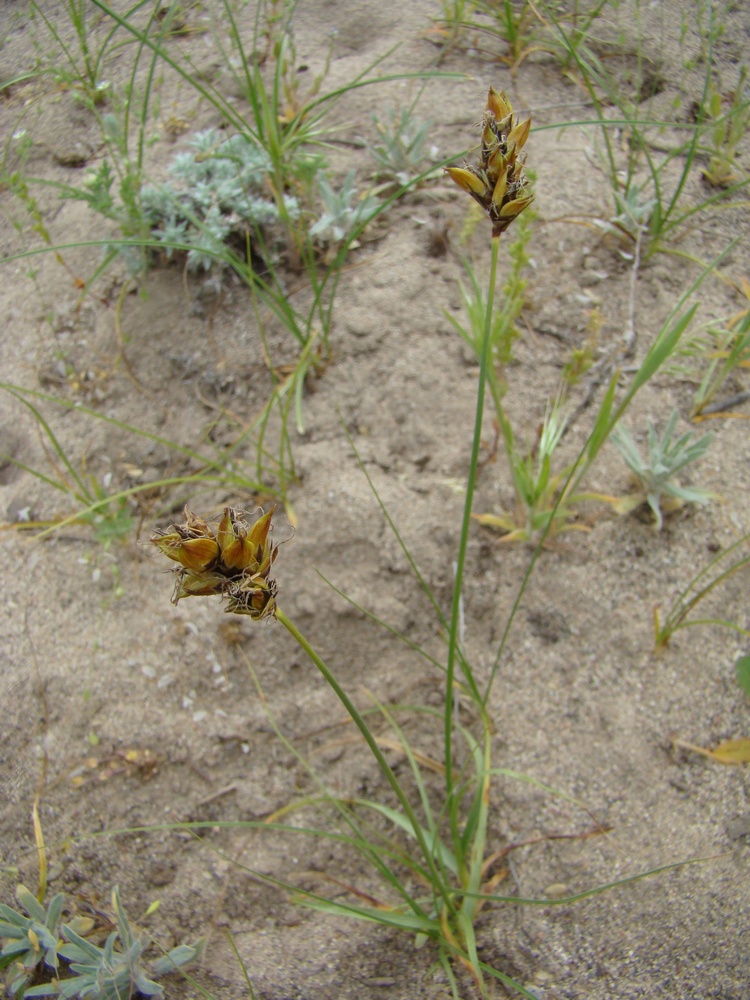 Изображение особи Carex subphysodes.