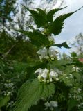 Lamium album