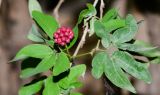 Calliandra разновидность emarginata