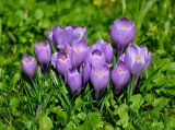 Crocus vernus