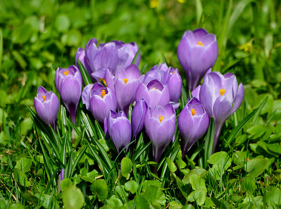 Изображение особи Crocus vernus.
