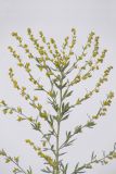 Artemisia absinthium. Верхушка цветущего растения. Республика Молдова, пригород Кишинёва. 1 августа 2009 г.