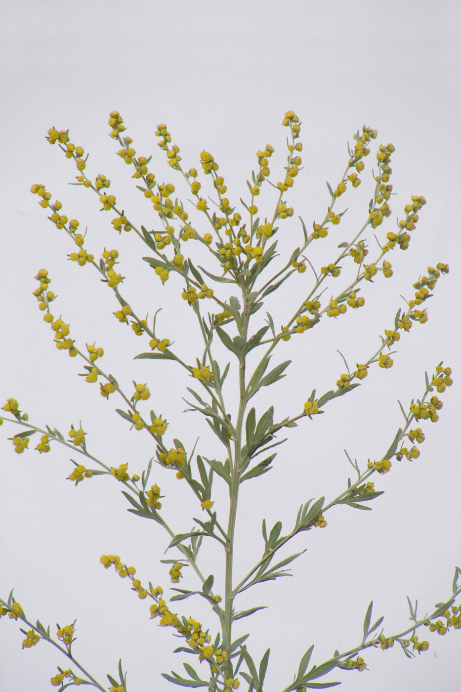 Image of Artemisia absinthium specimen.