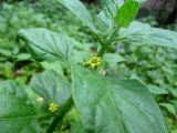Tetragonia tetragonoides