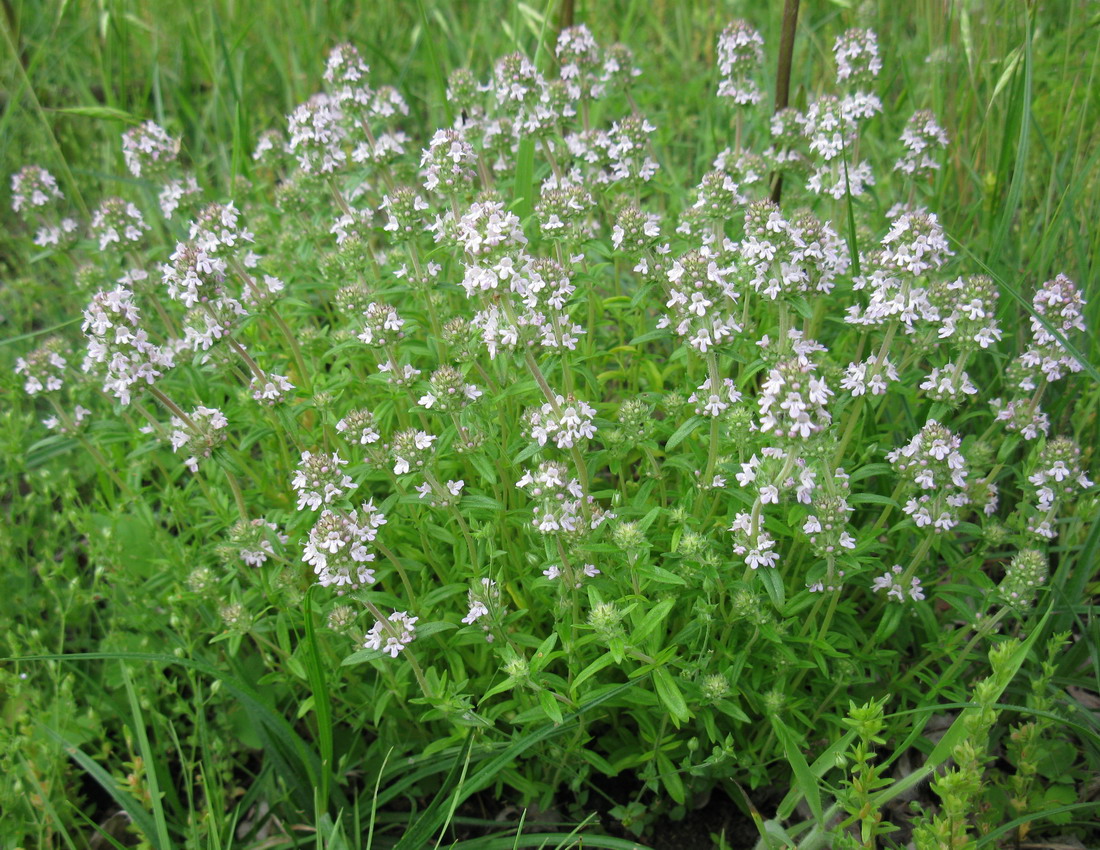 Изображение особи Thymus marschallianus.