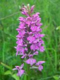 Dactylorhiza baltica