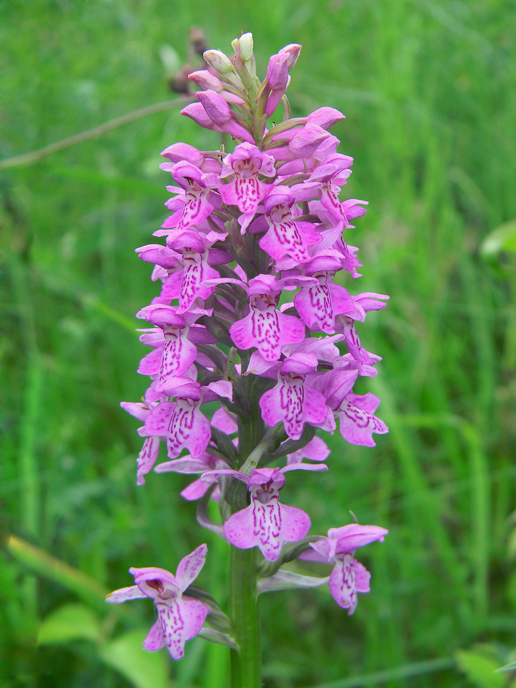 Image of Dactylorhiza baltica specimen.