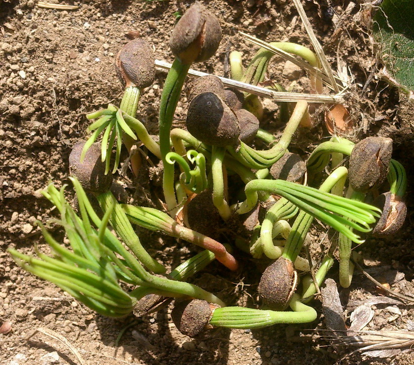 Image of Pinus pumila specimen.