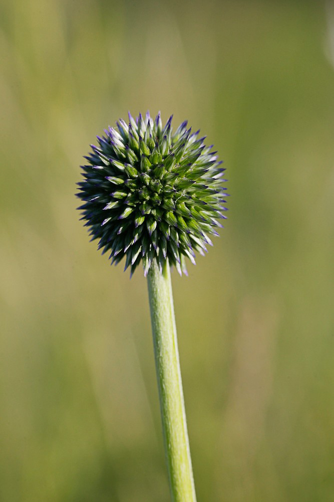 Изображение особи Echinops sphaerocephalus.