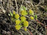 род Salix. Побеги с соцветиями. Приморье, Хасанский р-н, п-в Гамова, травянистый склон сопки. 09.05.2016.