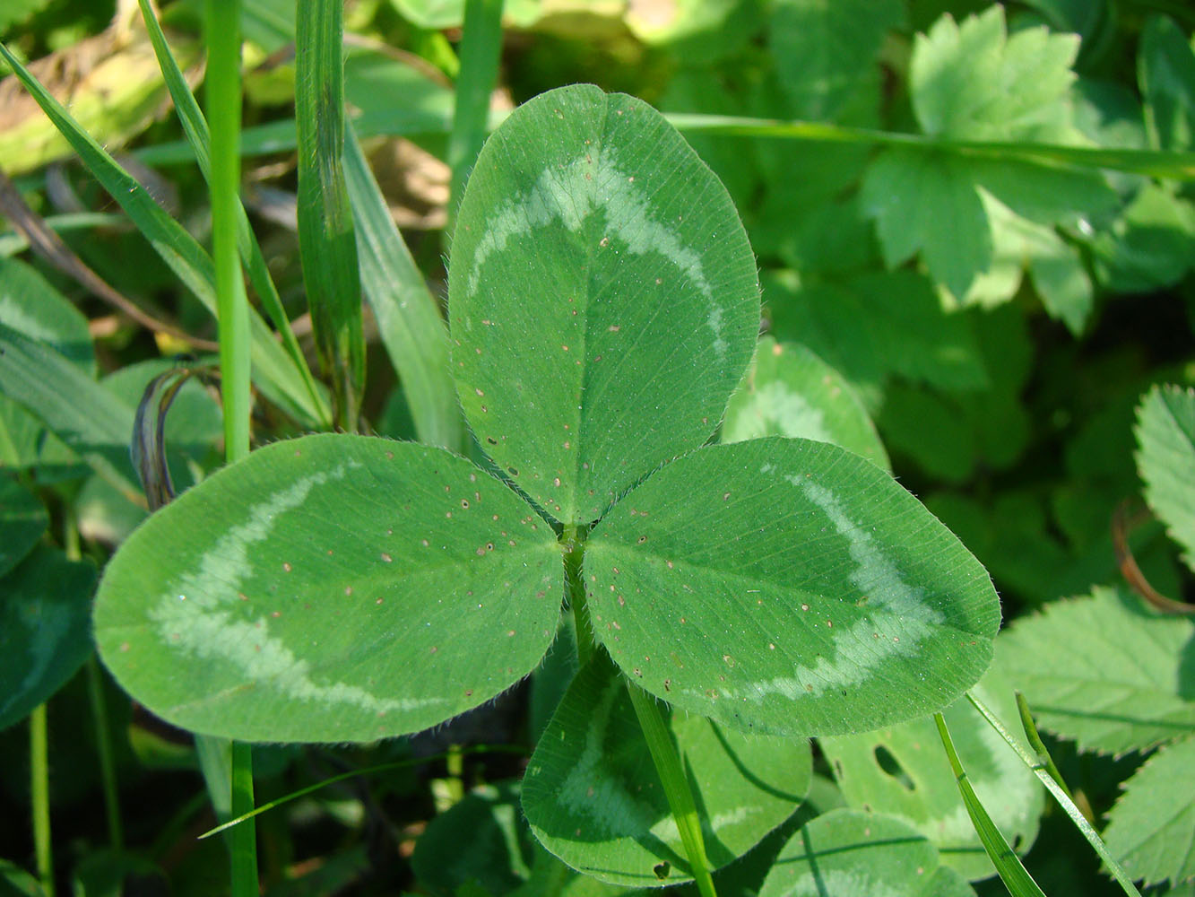 Изображение особи Trifolium pratense.