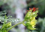 Potentilla longifolia. Соцветие c клопом-хищнецом (Rhynocoris). Республика Алтай, Чемальский р-н, правый берег р. Катунь, каменистый луг. 26.07.2009.