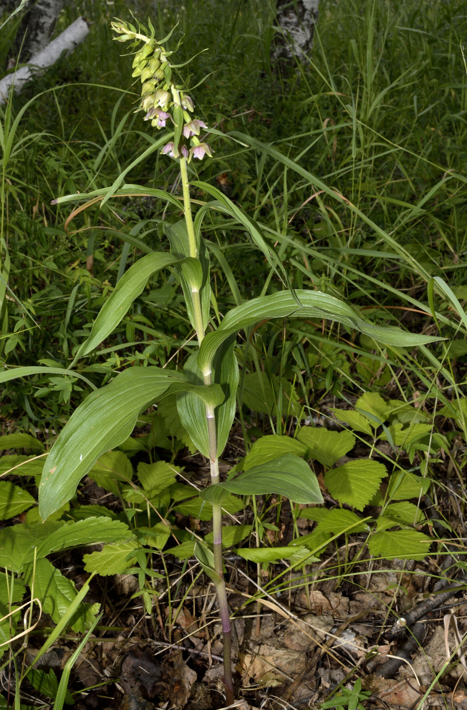 Изображение особи Epipactis helleborine.