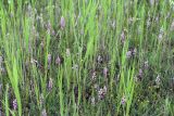 Dactylorhiza iberica