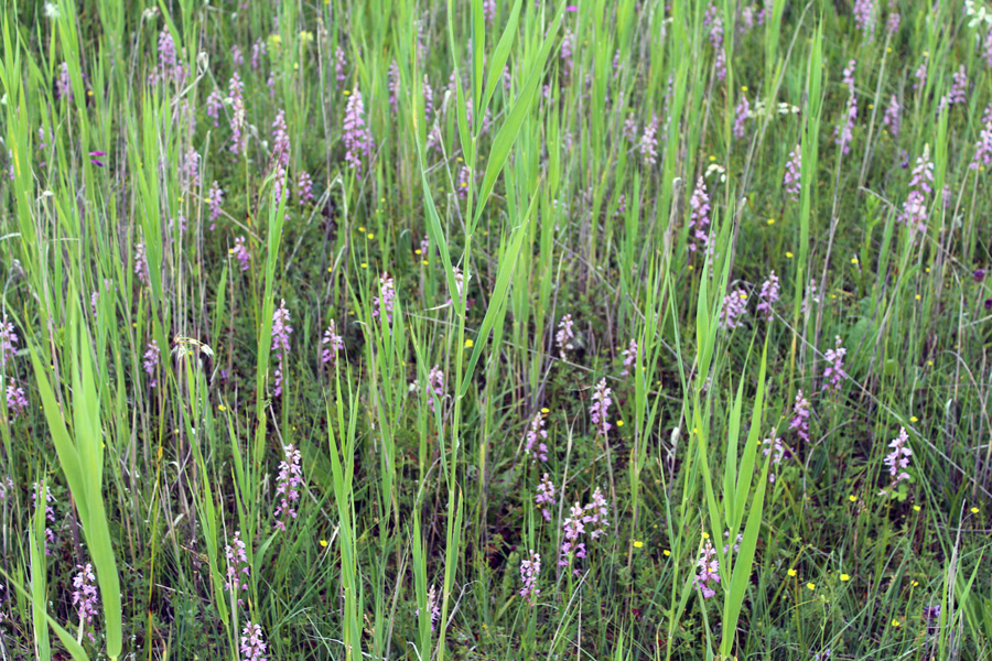 Image of Dactylorhiza iberica specimen.