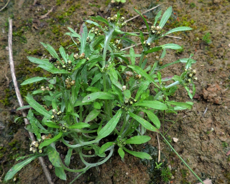 Изображение особи Gnaphalium pilulare.