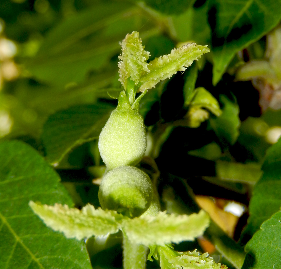 Image of Juglans nigra specimen.