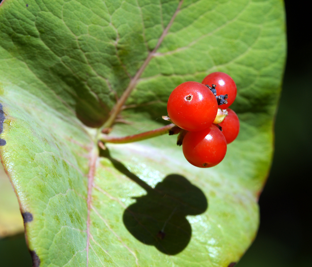 Image of Lonicera dioica specimen.