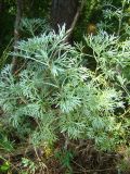 Artemisia sericea