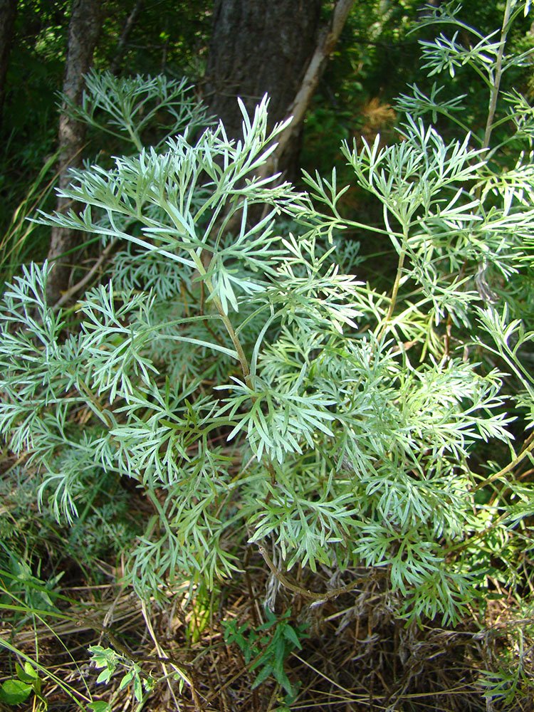 Изображение особи Artemisia sericea.