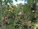 Rosa canina. Верхушка ветви с галлами Diplolepis fructuum. Краснодарский край, Абинский р-н, гора Западный Папай. 02.09.2016.