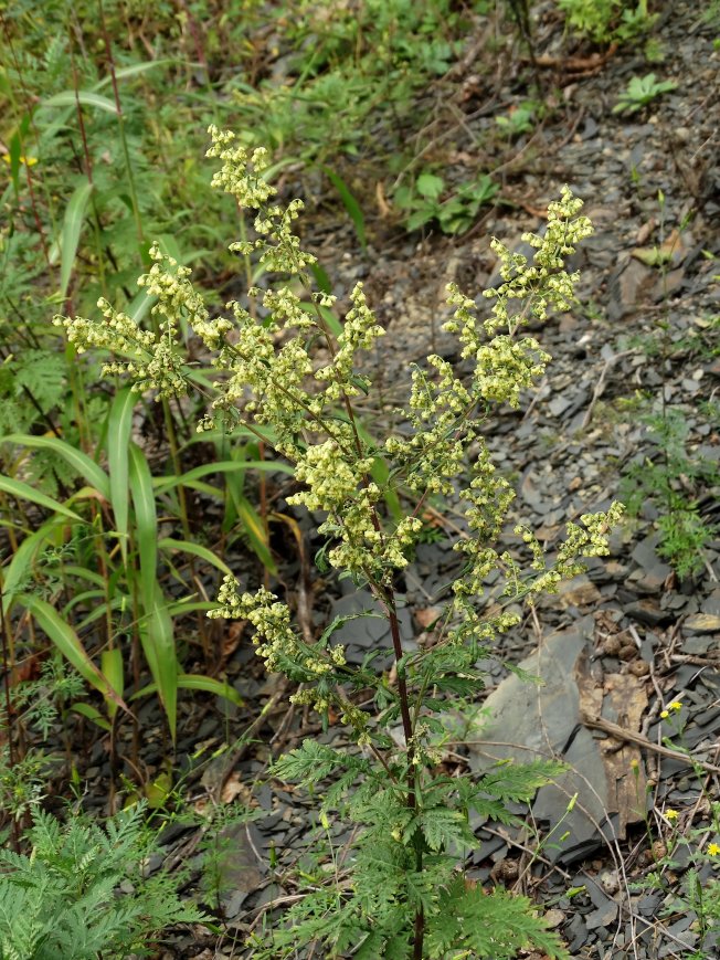 Изображение особи Artemisia gmelinii.