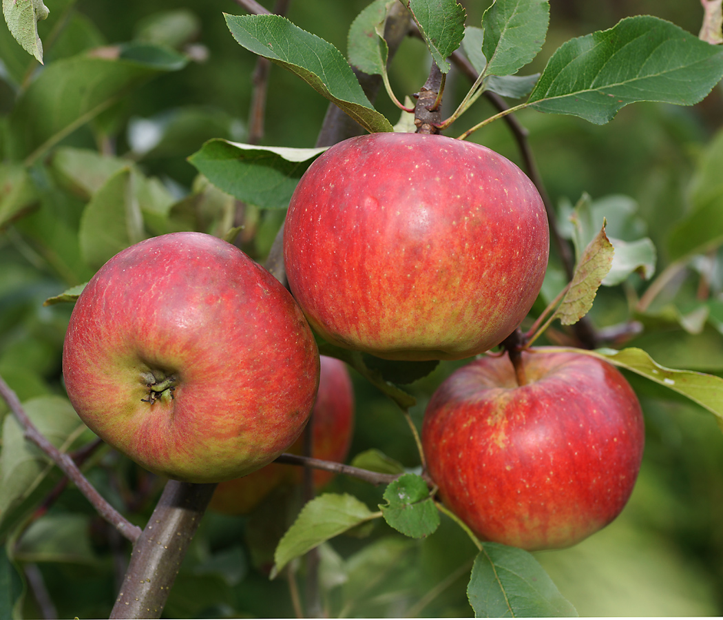 Изображение особи Malus domestica.