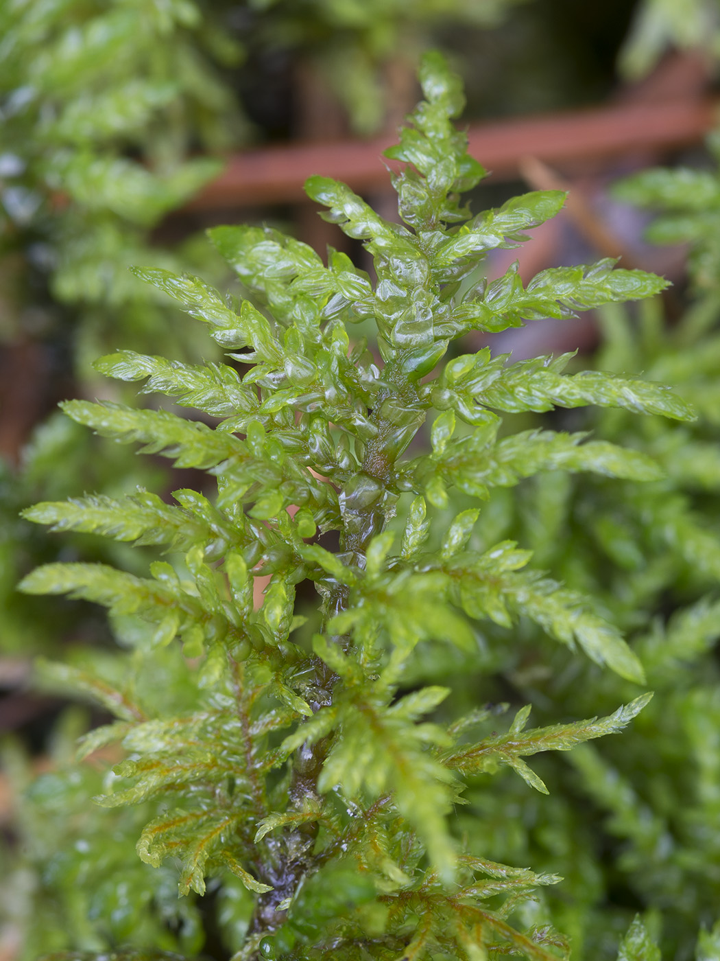 Изображение особи Hylocomium splendens.