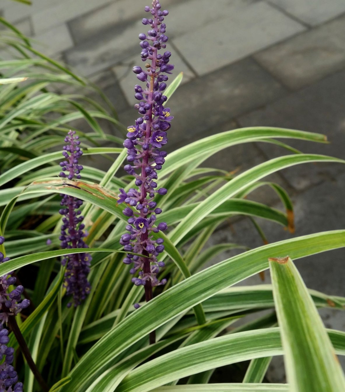 Image of Liriope muscari specimen.