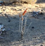 Salsola gemmascens