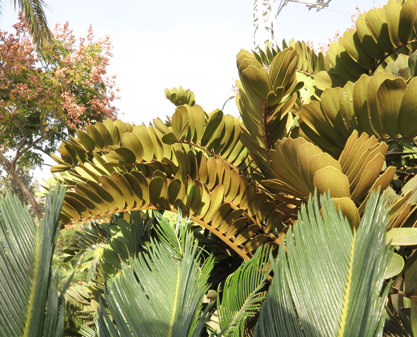 Image of Zamia furfuracea specimen.