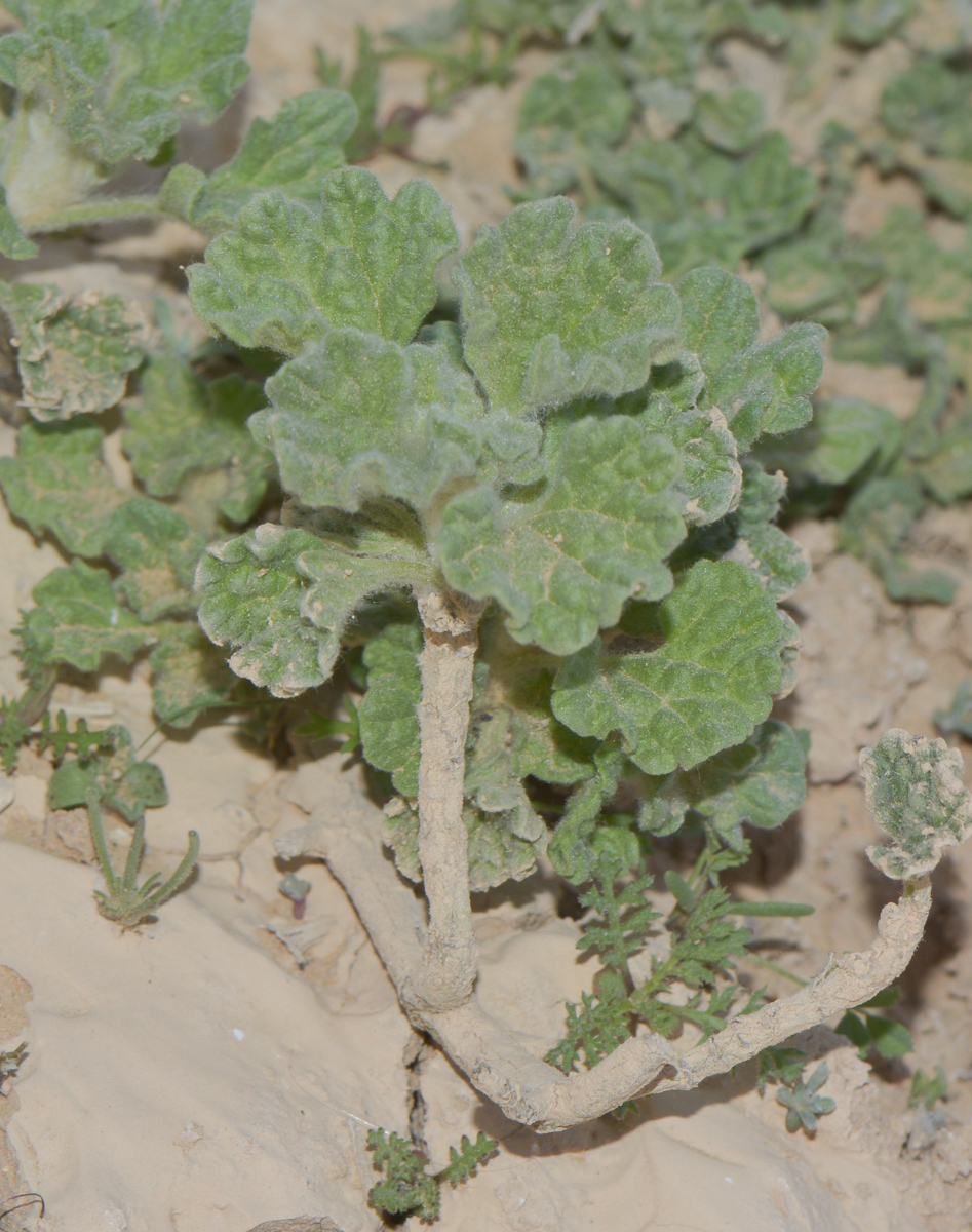 Image of Ballota undulata specimen.